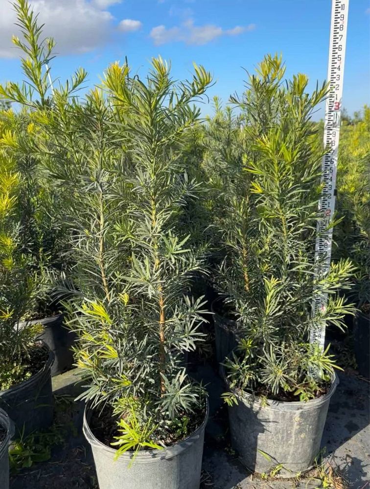 podocarpus-macrophyllus-maki-japanese-yew