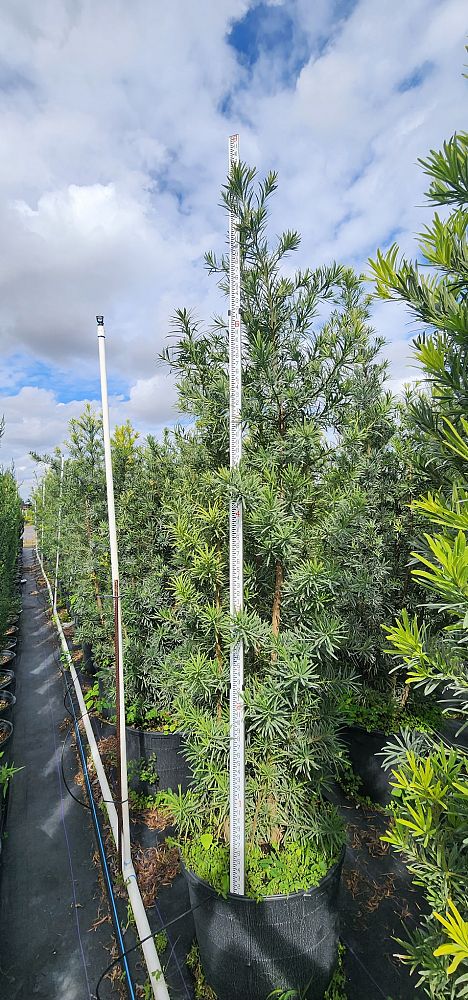 podocarpus-macrophyllus-maki-japanese-yew