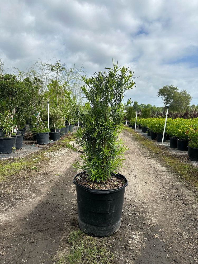 podocarpus-macrophyllus-maki-japanese-yew