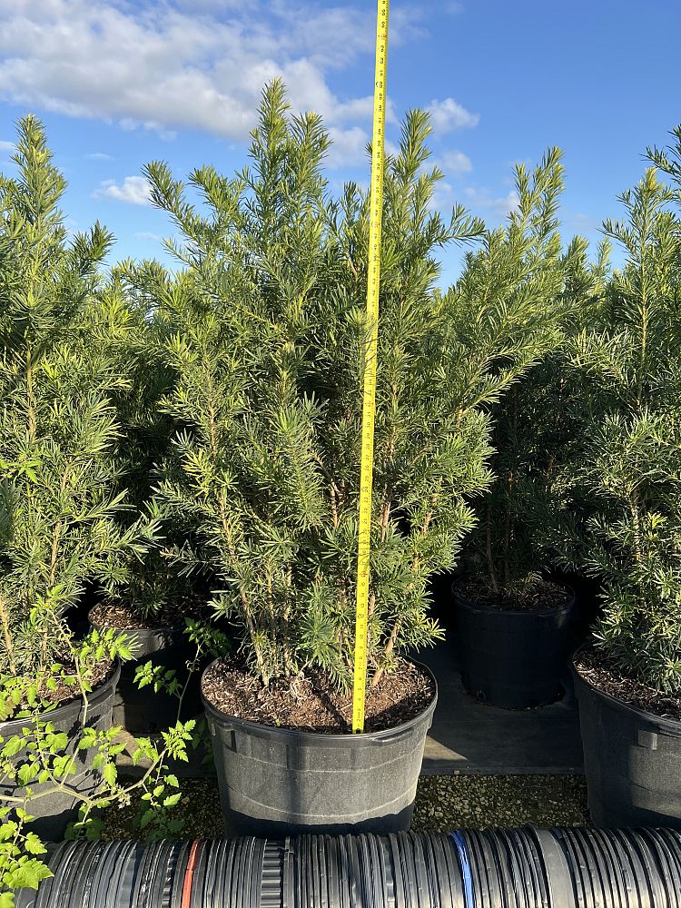 podocarpus-macrophyllus-maki-japanese-yew