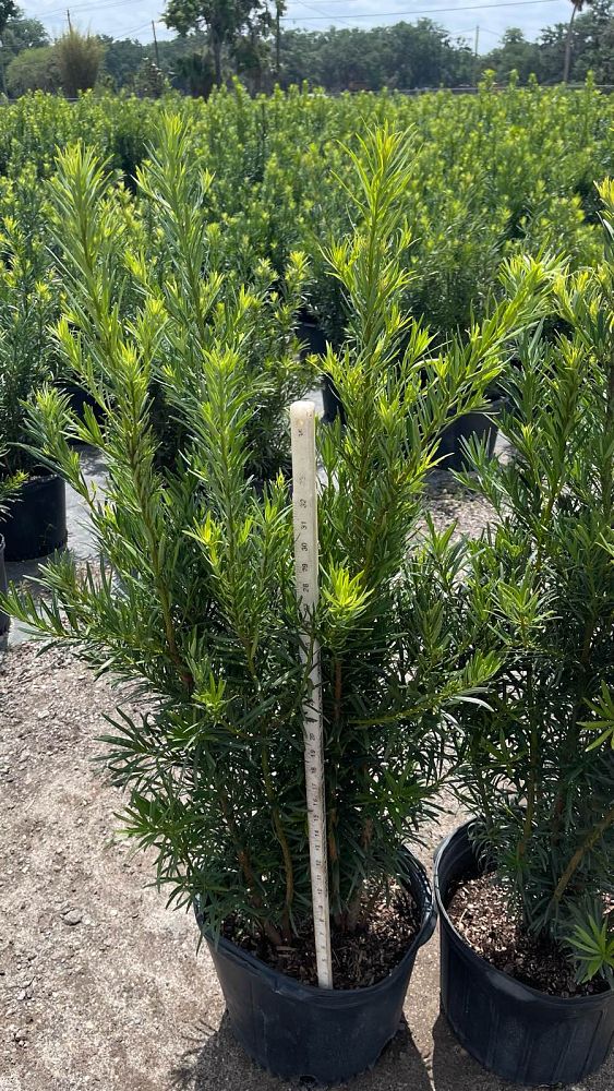podocarpus-macrophyllus-maki-japanese-yew