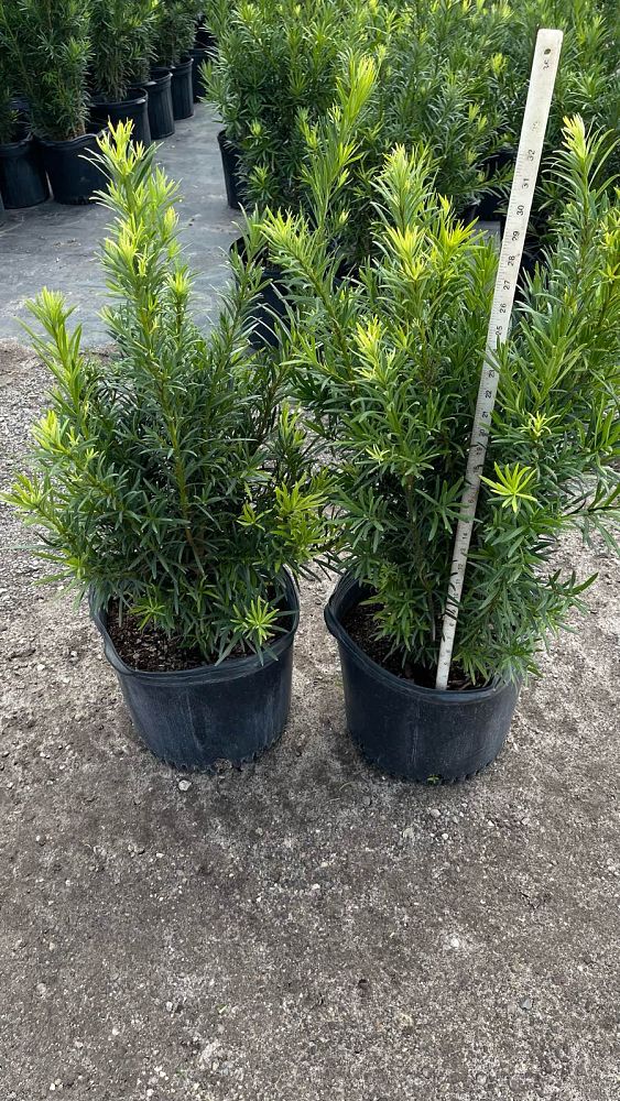 podocarpus-macrophyllus-maki-japanese-yew