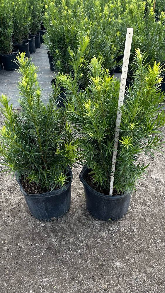 podocarpus-macrophyllus-maki-japanese-yew