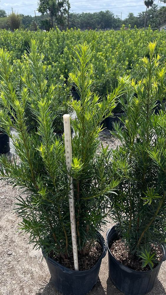 podocarpus-macrophyllus-maki-japanese-yew