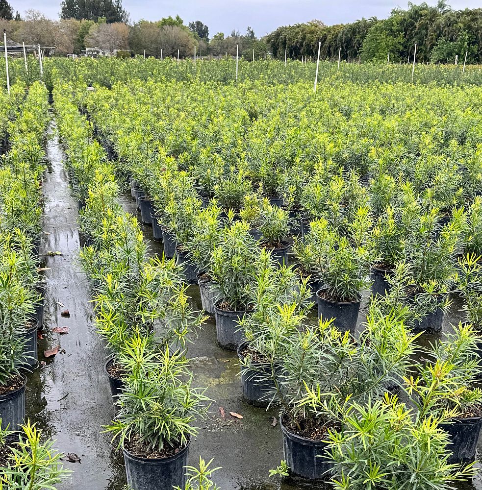 podocarpus-macrophyllus-maki-japanese-yew