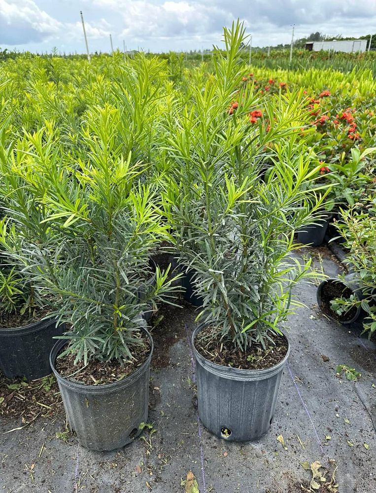 podocarpus-macrophyllus-maki-japanese-yew