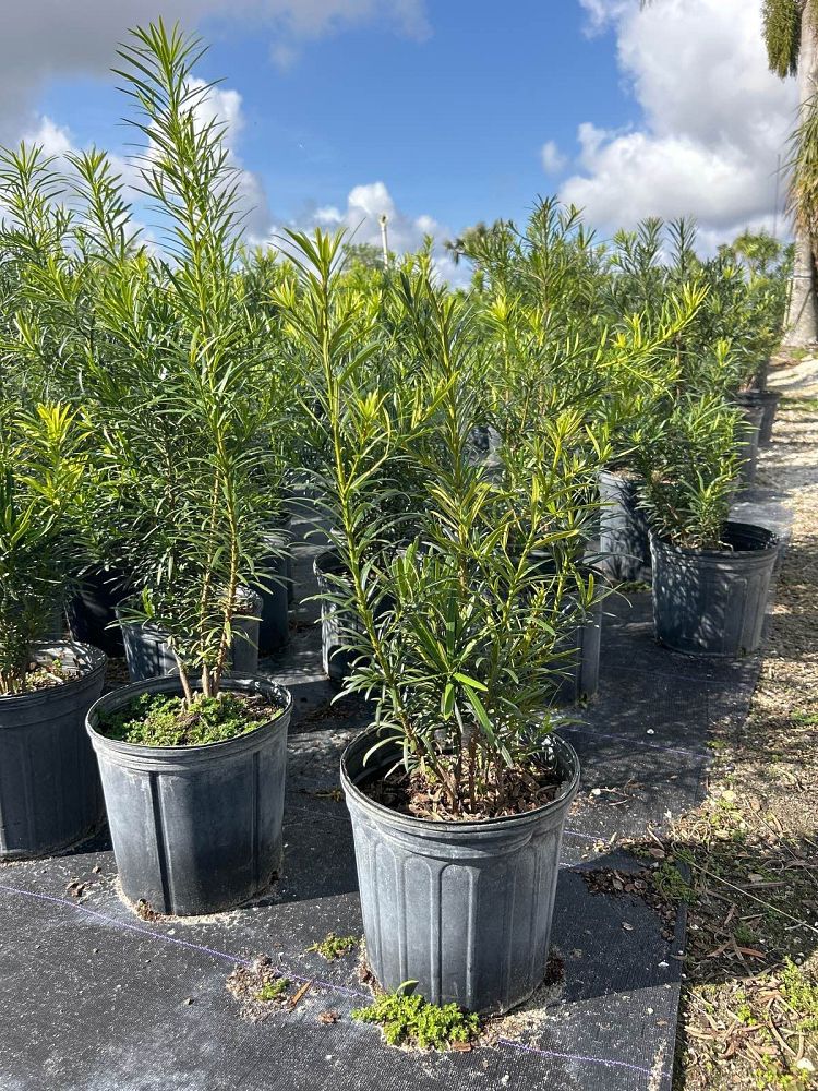 podocarpus-macrophyllus-maki-japanese-yew
