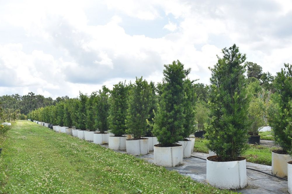 podocarpus-macrophyllus-maki-japanese-yew