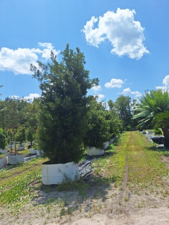 podocarpus-macrophyllus-maki-japanese-yew
