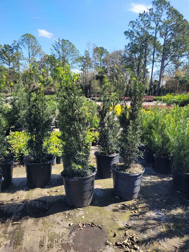 podocarpus-macrophyllus-maki-japanese-yew