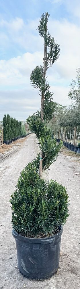 podocarpus-macrophyllus-maki-japanese-yew