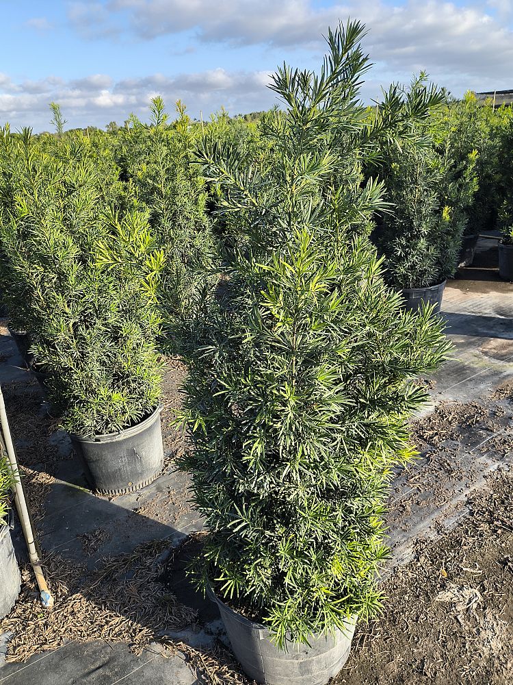 podocarpus-macrophyllus-maki-japanese-yew