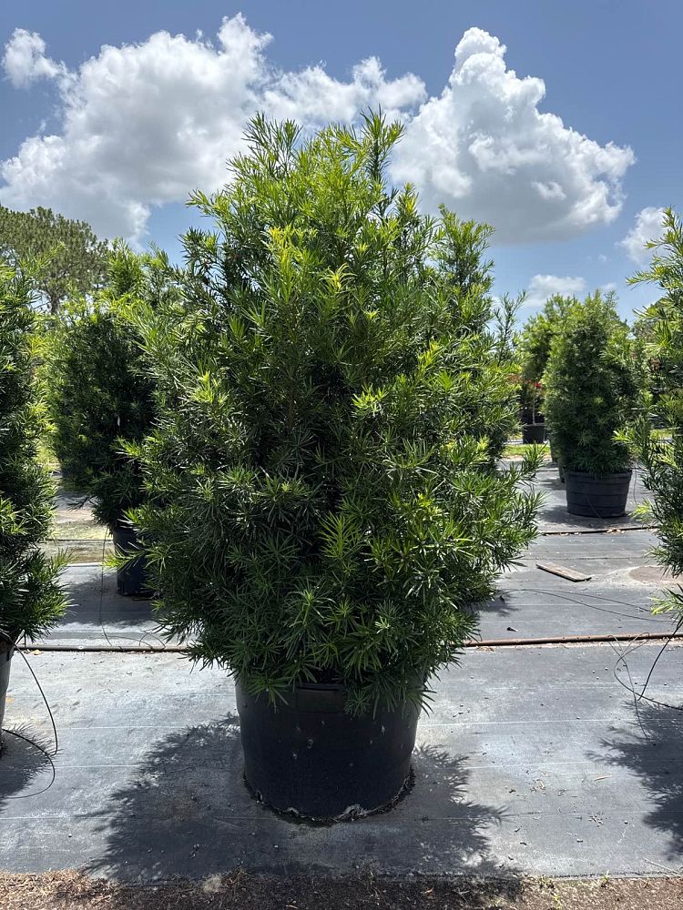 podocarpus-macrophyllus-maki-japanese-yew
