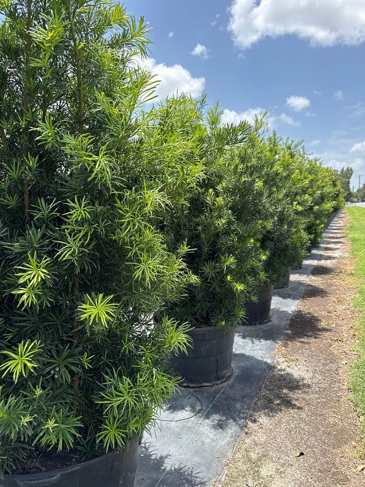 podocarpus-macrophyllus-maki-japanese-yew
