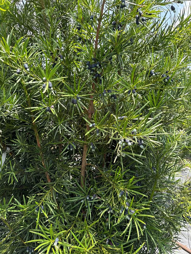podocarpus-macrophyllus-maki-japanese-yew