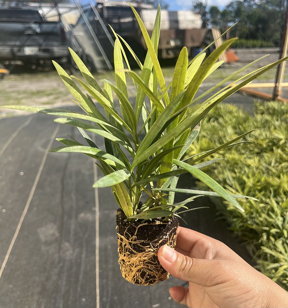 podocarpus-macrophyllus-maki-japanese-yew