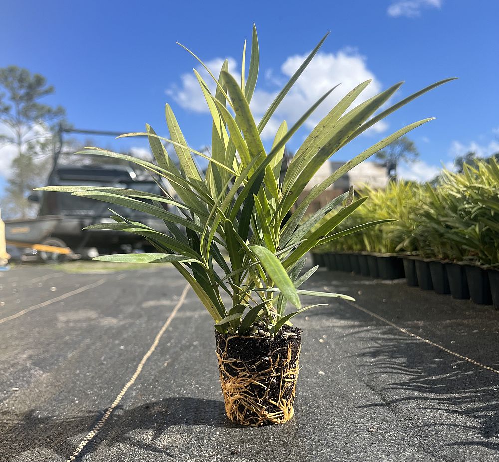 podocarpus-macrophyllus-maki-japanese-yew