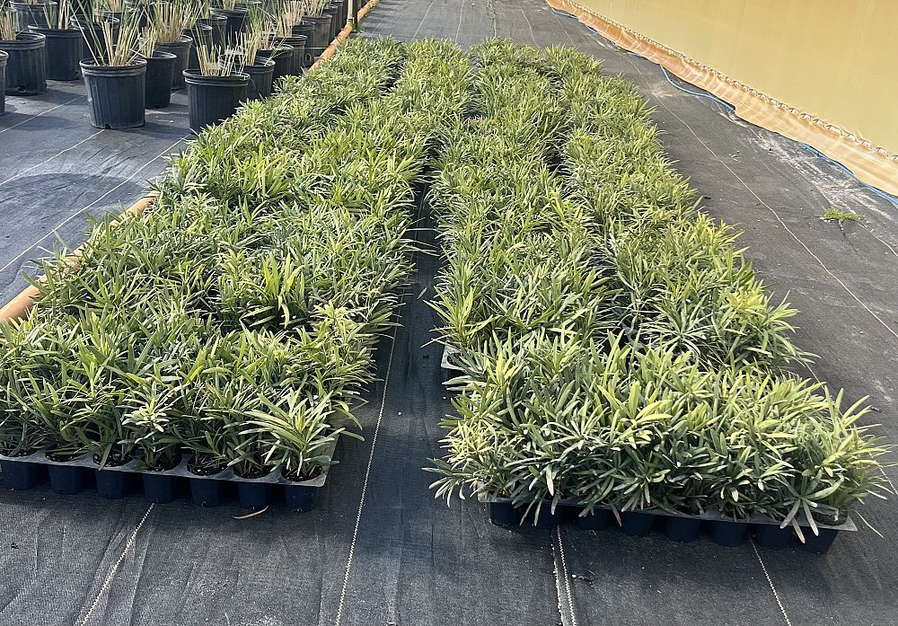podocarpus-macrophyllus-maki-japanese-yew