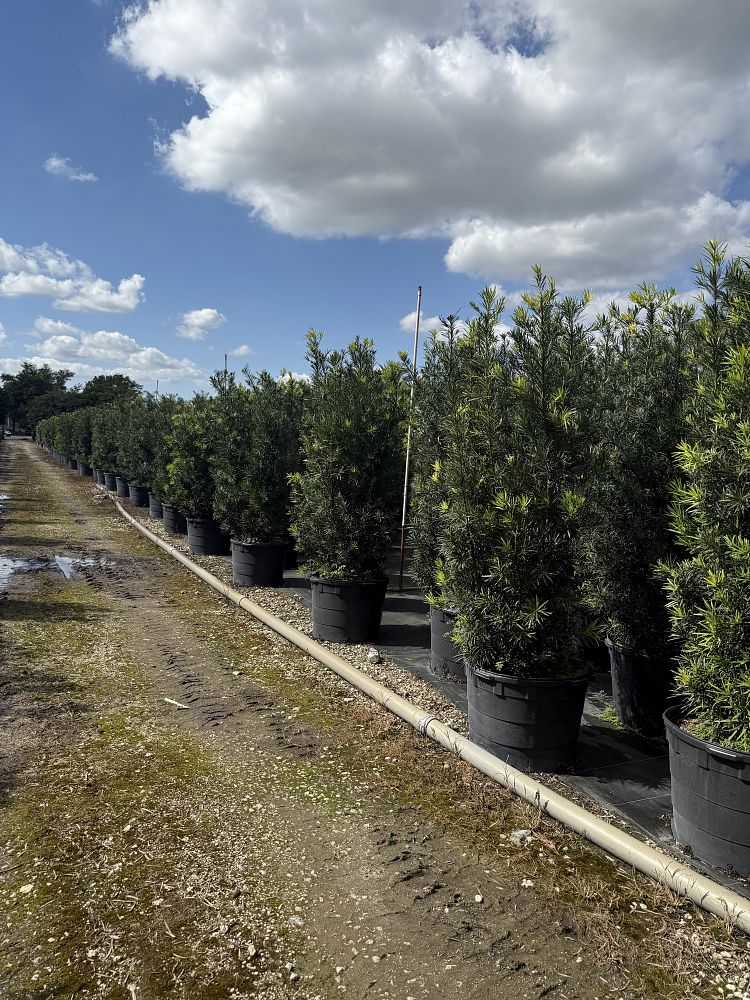 podocarpus-macrophyllus-maki-japanese-yew