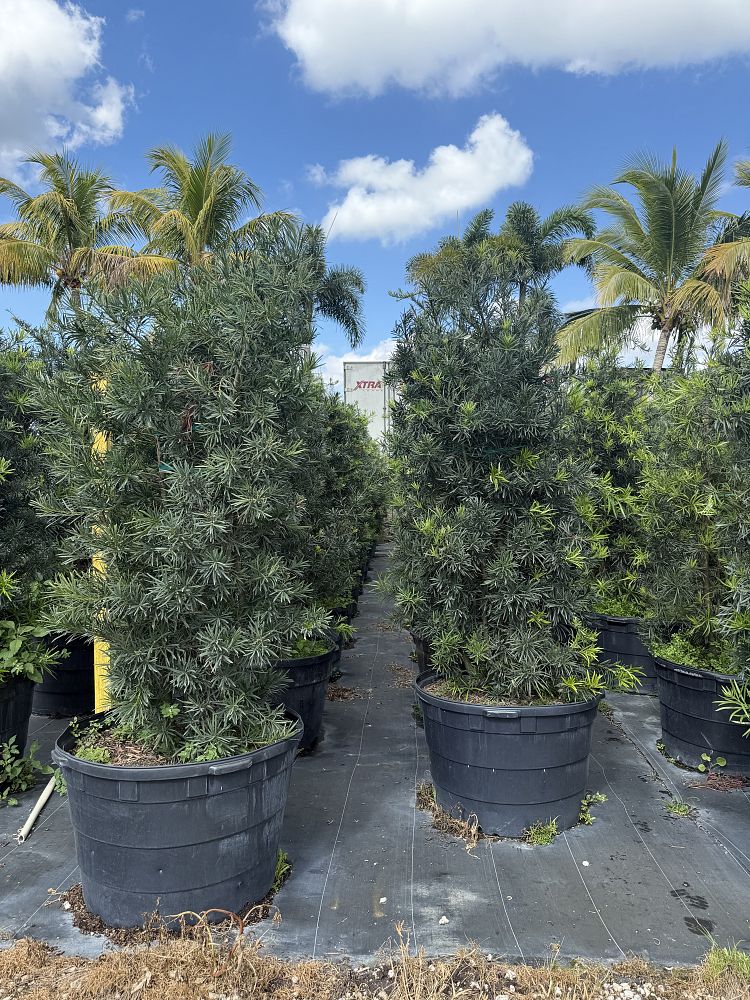 podocarpus-macrophyllus-maki-japanese-yew