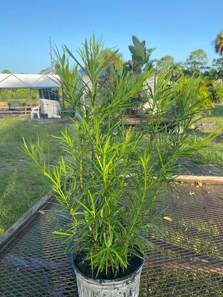 podocarpus-macrophyllus-maki-japanese-yew