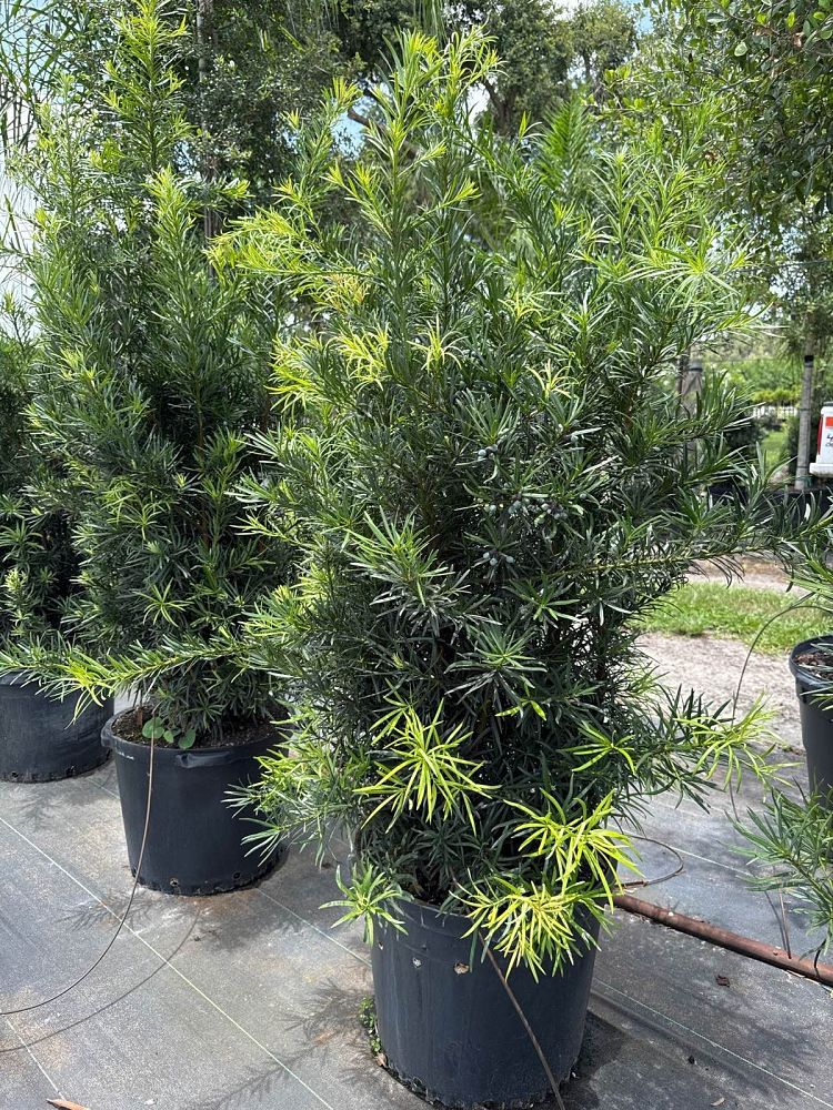 podocarpus-macrophyllus-maki-japanese-yew