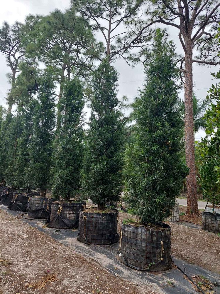 podocarpus-macrophyllus-maki-japanese-yew