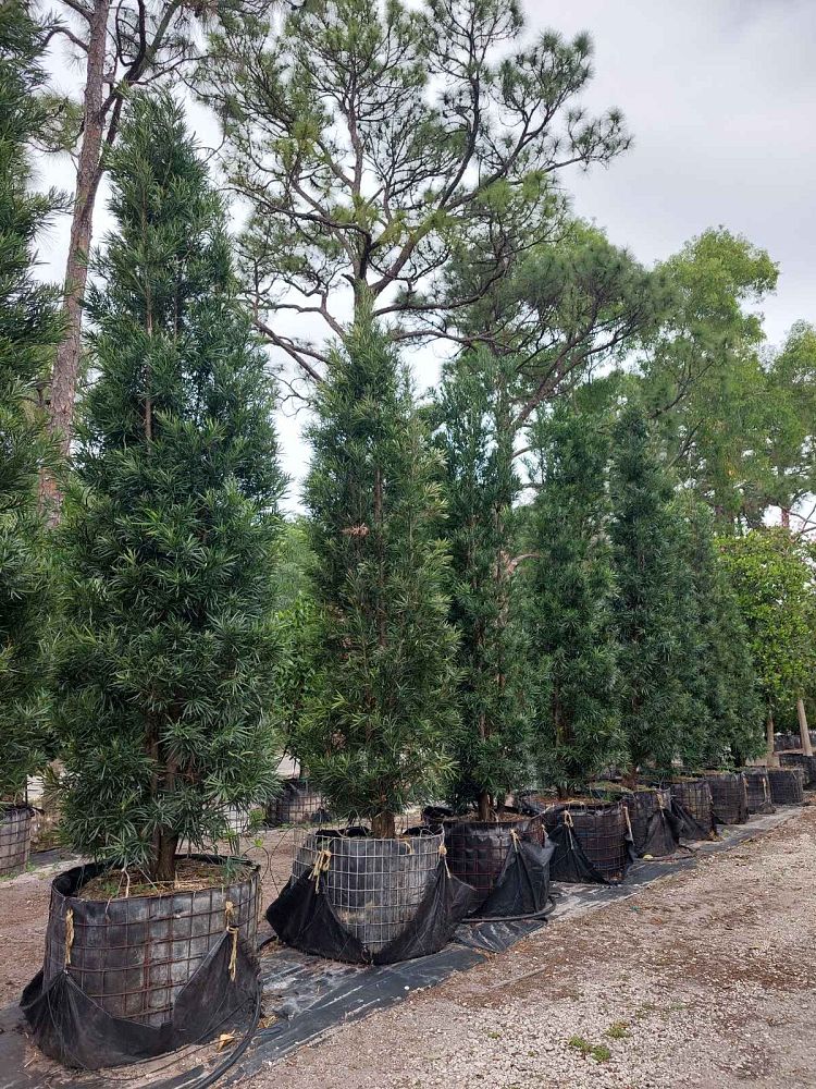 podocarpus-macrophyllus-maki-japanese-yew
