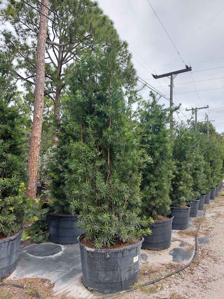 podocarpus-macrophyllus-maki-japanese-yew
