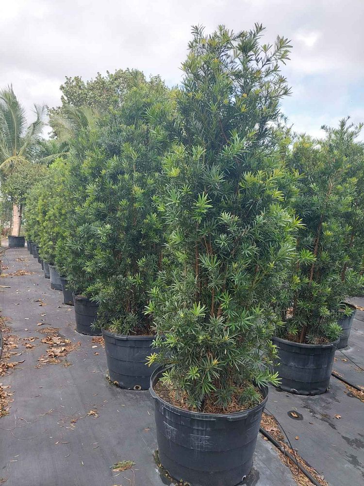 podocarpus-macrophyllus-maki-japanese-yew