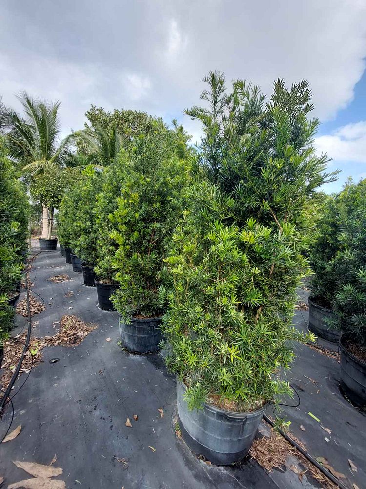 podocarpus-macrophyllus-maki-japanese-yew