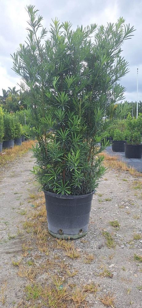 podocarpus-macrophyllus-maki-japanese-yew