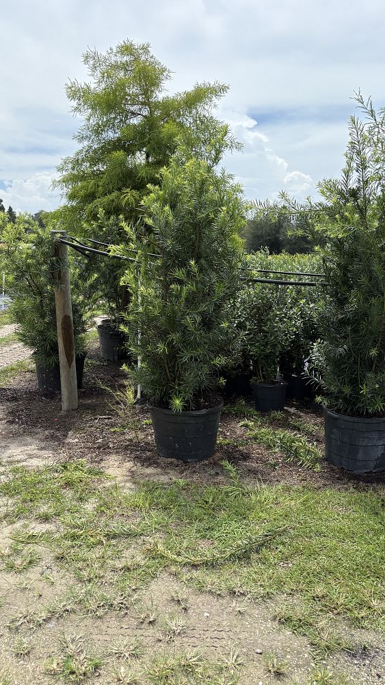 podocarpus-macrophyllus-maki-japanese-yew