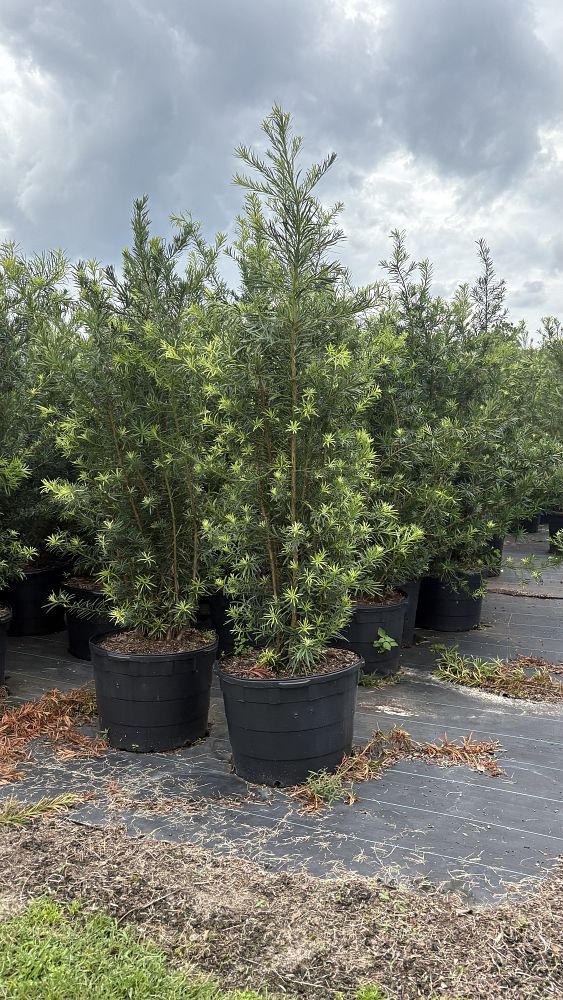 podocarpus-macrophyllus-maki-japanese-yew