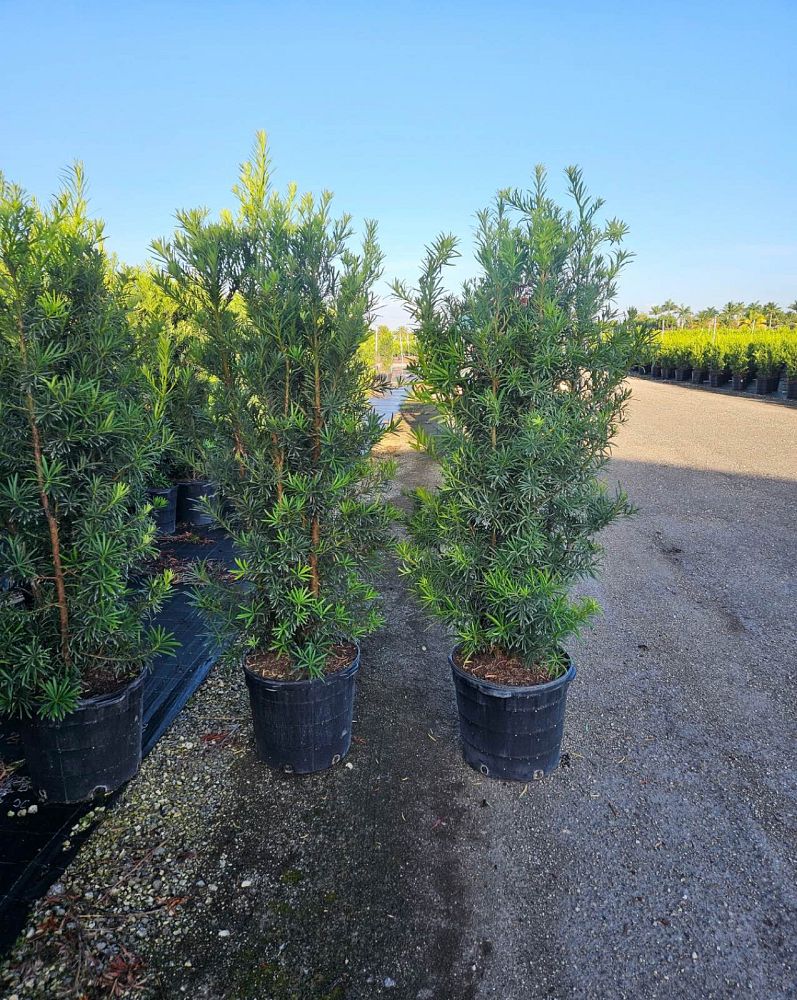 podocarpus-macrophyllus-maki-japanese-yew