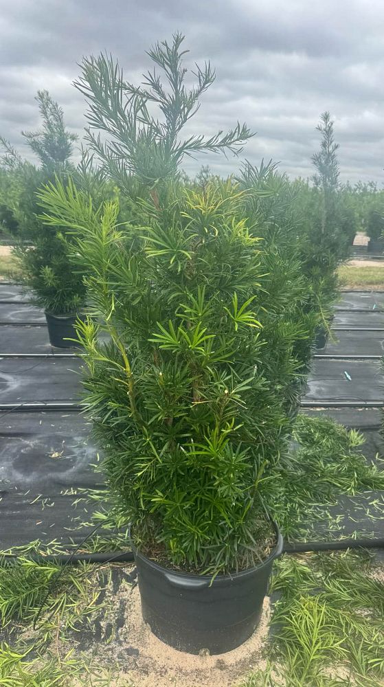 podocarpus-macrophyllus-maki-japanese-yew