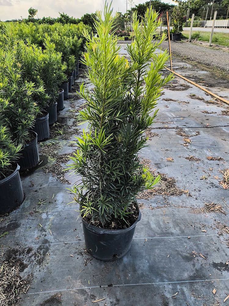 podocarpus-macrophyllus-maki-japanese-yew