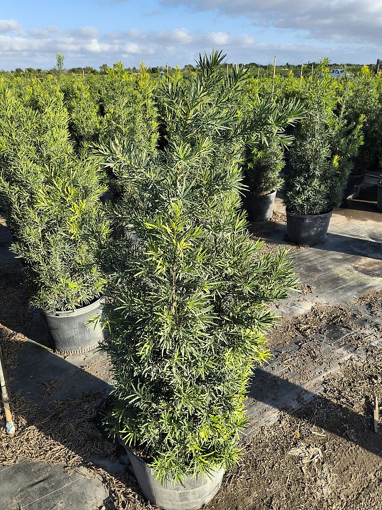 podocarpus-macrophyllus-maki-japanese-yew