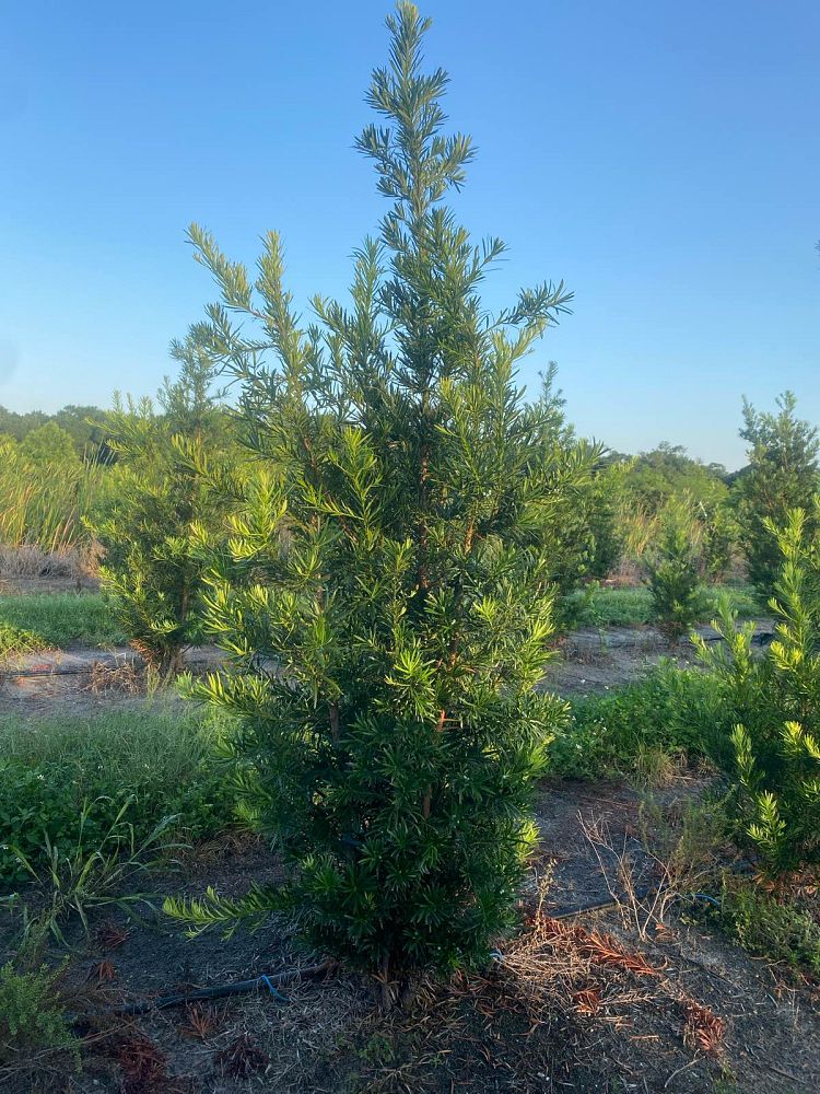 podocarpus-macrophyllus-maki-japanese-yew