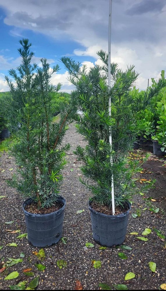 podocarpus-macrophyllus-maki-japanese-yew