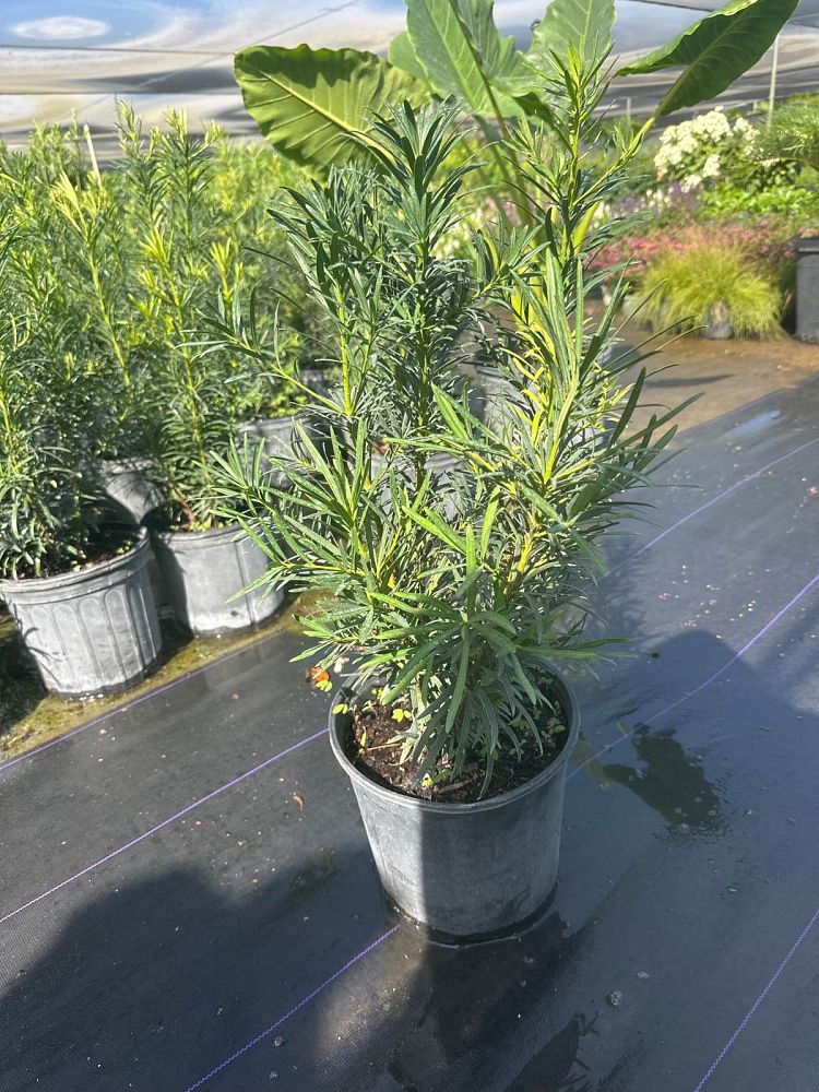 podocarpus-macrophyllus-maki-japanese-yew