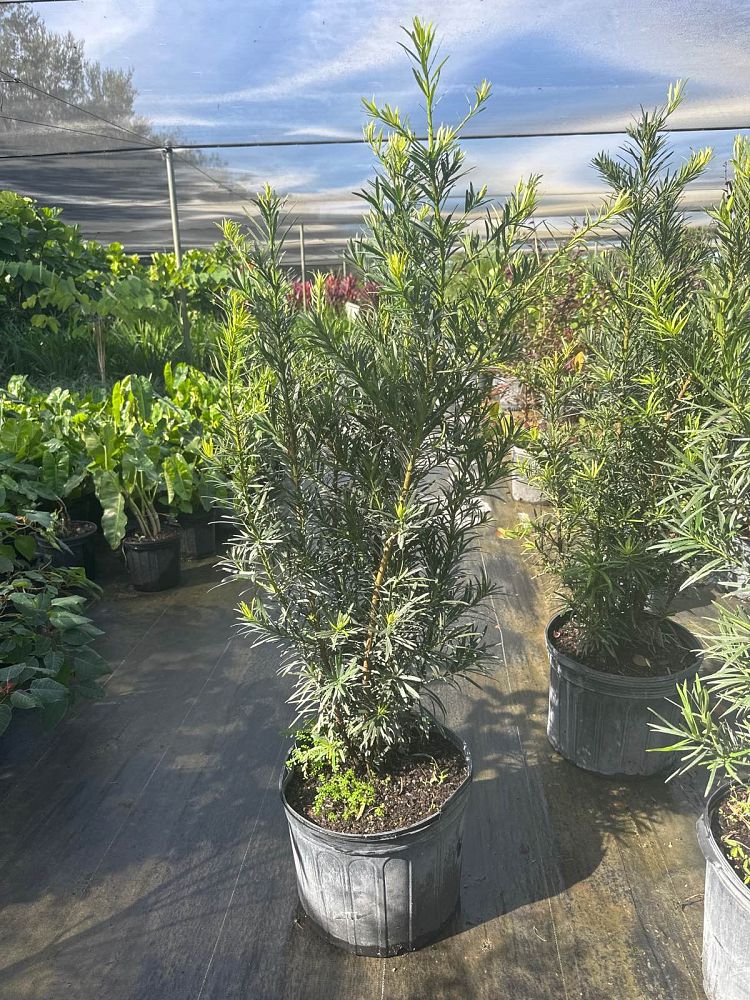 podocarpus-macrophyllus-maki-japanese-yew