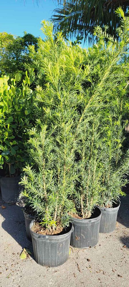 podocarpus-macrophyllus-maki-japanese-yew