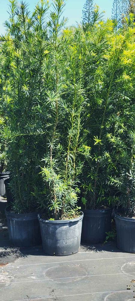 podocarpus-macrophyllus-maki-japanese-yew