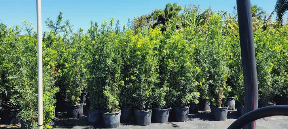 podocarpus-macrophyllus-maki-japanese-yew