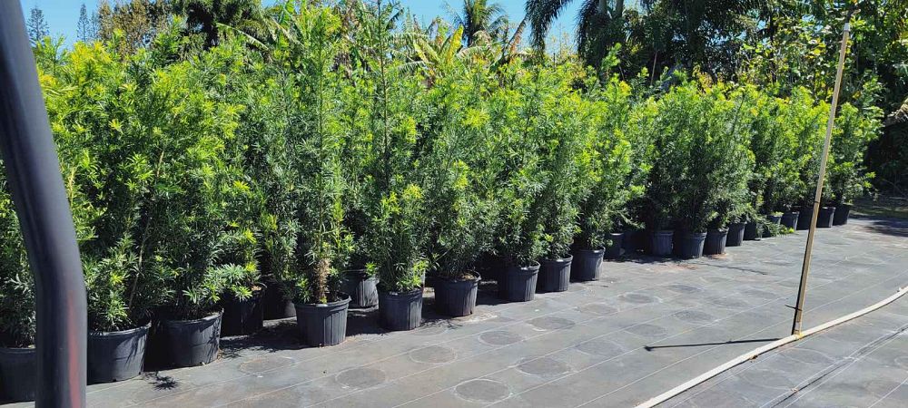 podocarpus-macrophyllus-maki-japanese-yew