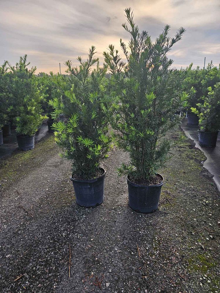 podocarpus-macrophyllus-maki-japanese-yew