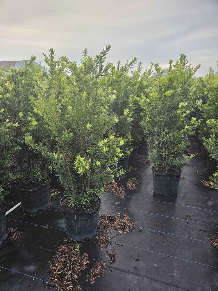 podocarpus-macrophyllus-maki-japanese-yew
