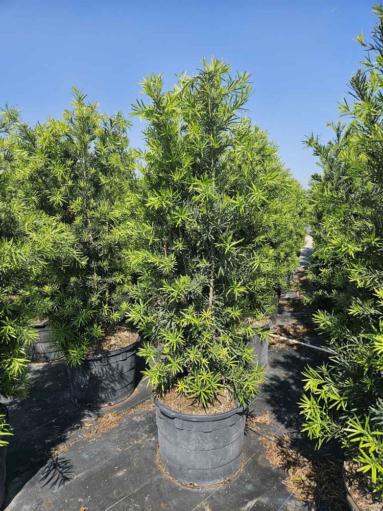 podocarpus-macrophyllus-maki-japanese-yew