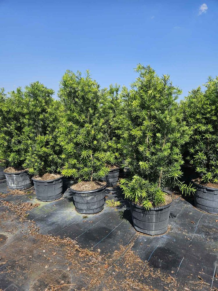 podocarpus-macrophyllus-maki-japanese-yew